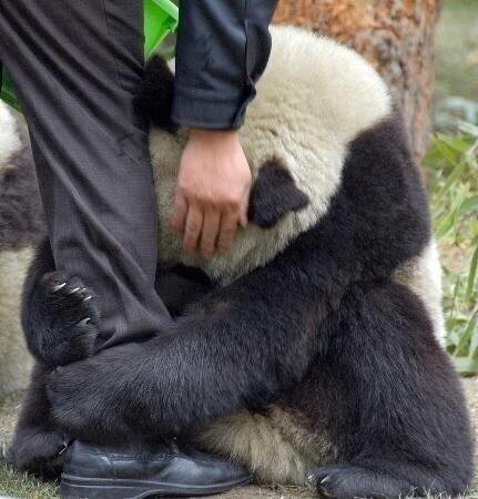 Panda aterrorizado